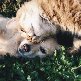 a dog and cat laying in grass